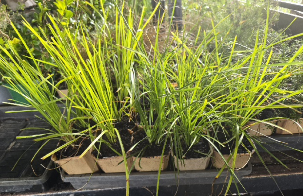 Lomandra Lime Tuff