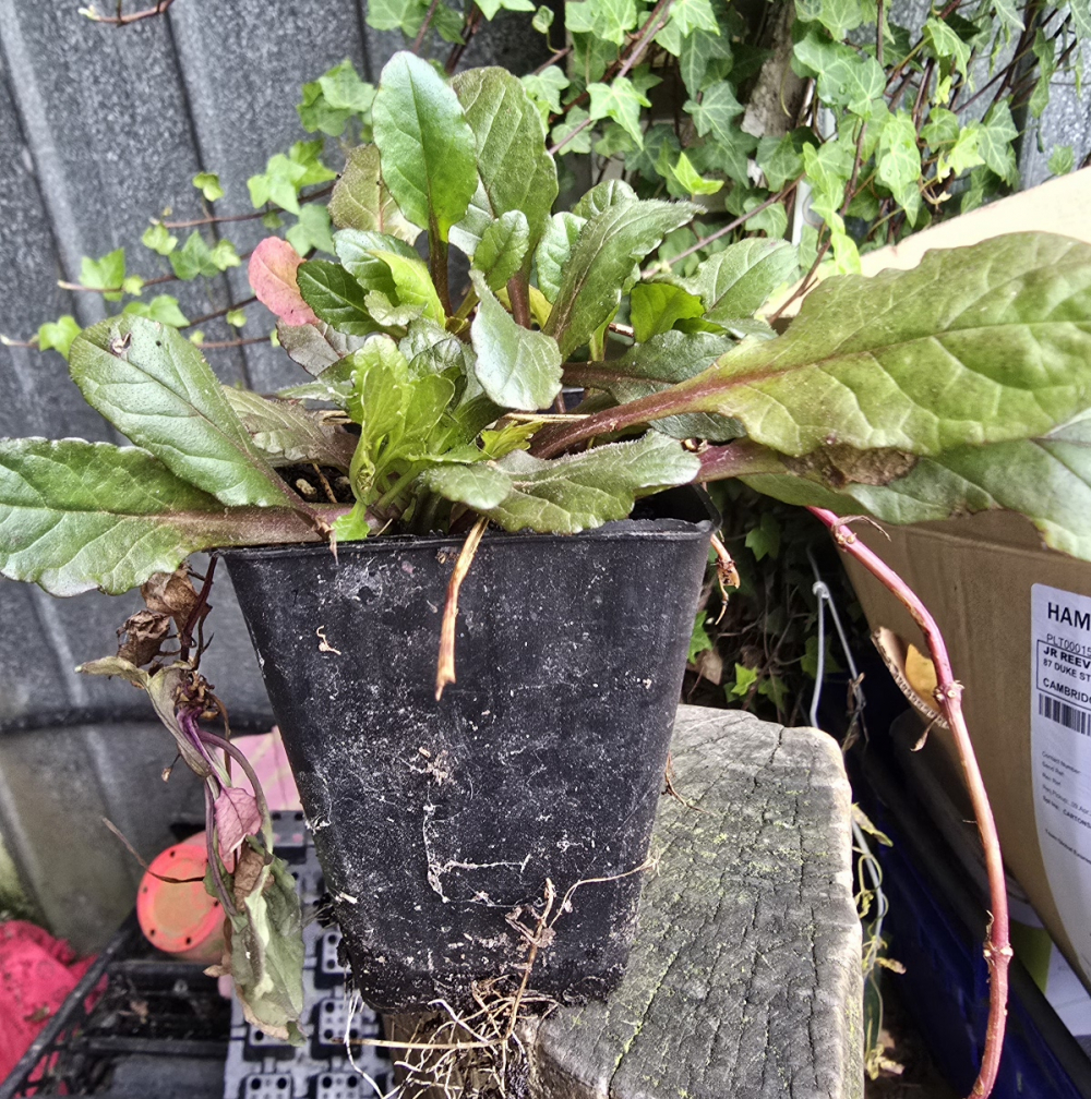 Ajuga