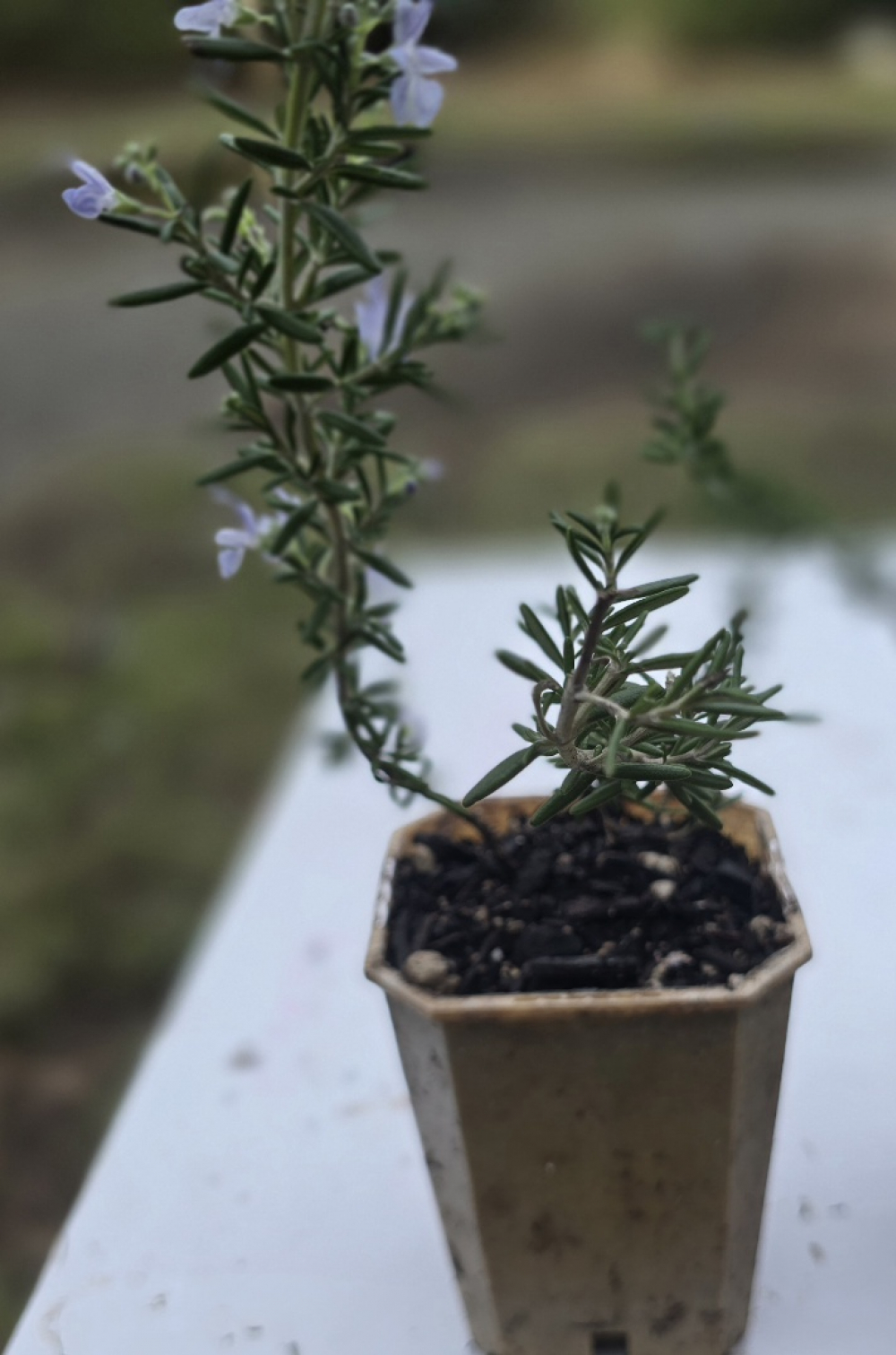 Rosemary Lockwood de Forest