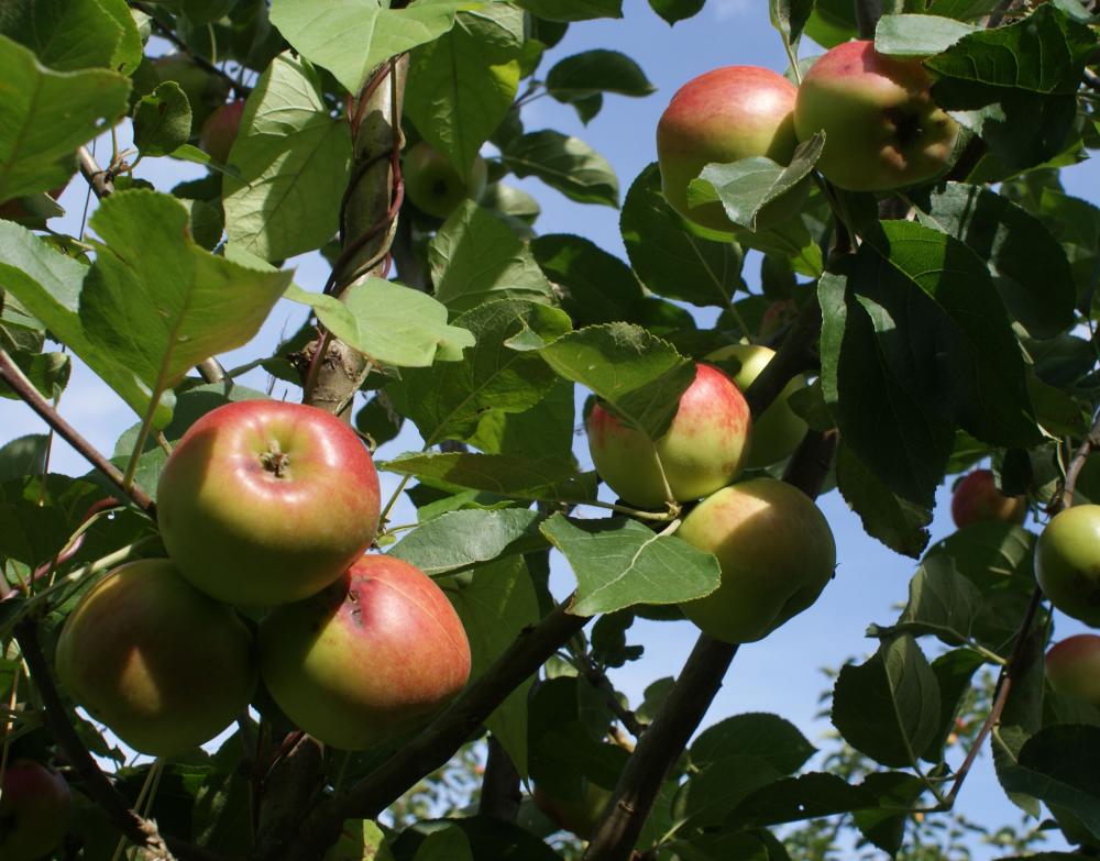 Fresh Picked Sunrise Apples NZ$2.00 - AlphaKNO
