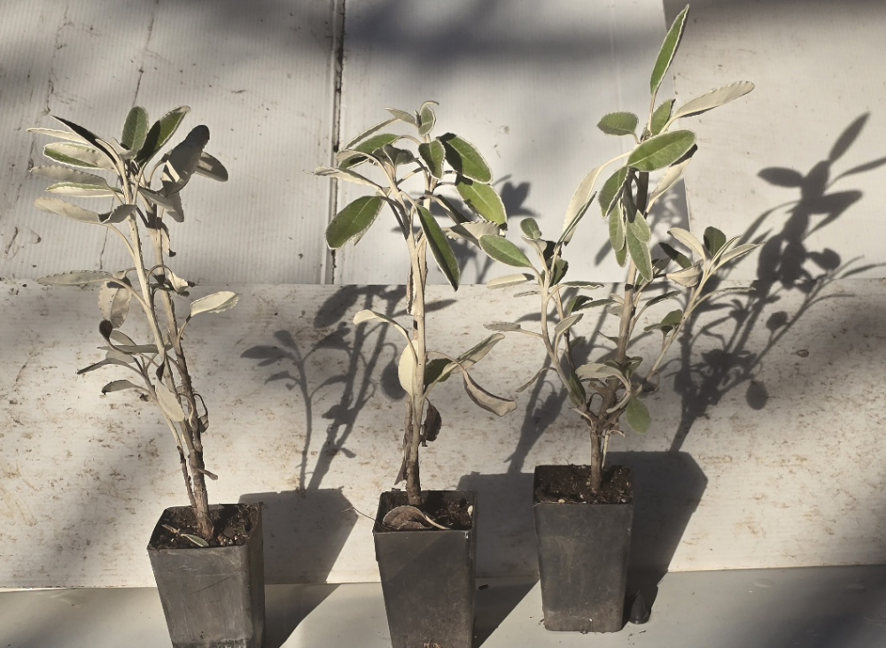 Brachyglotis greyii (Syn. Senecio greyi)