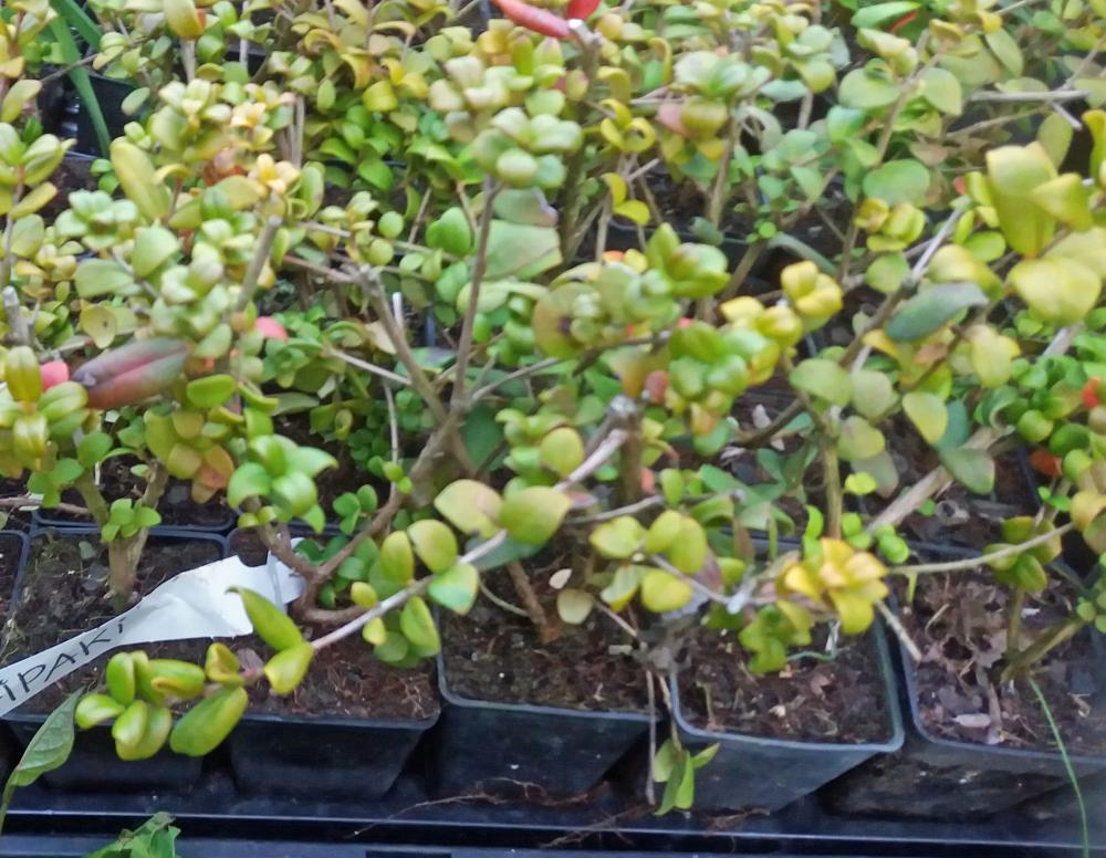 Myrtus ugni syn  Ugni molinae (NZ Cranberry)
