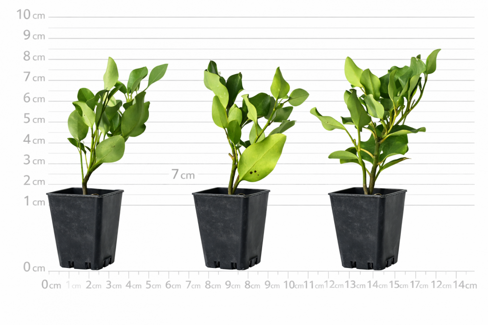 Griselinia Broadway Mint