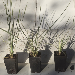 Lomandra Artic Frost (PVR)