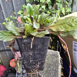 Ajuga reptans