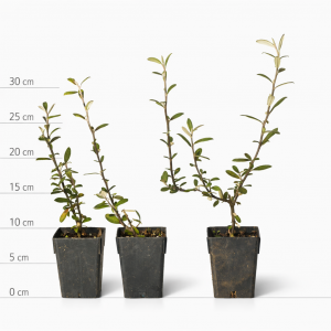 Corokia Frosted Chocolate 5 cm pot