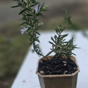 Rosemary Lockwood de Forest