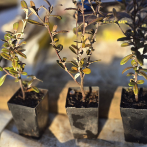 Corokia Frosted Chocolate 5 cm pot