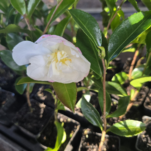 Camellia s. Paradise Vanessa