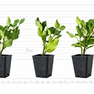 Griselinia Broadway Mint